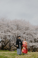 約1500本、約30種の桜が咲き誇る「昭和記念公園」
