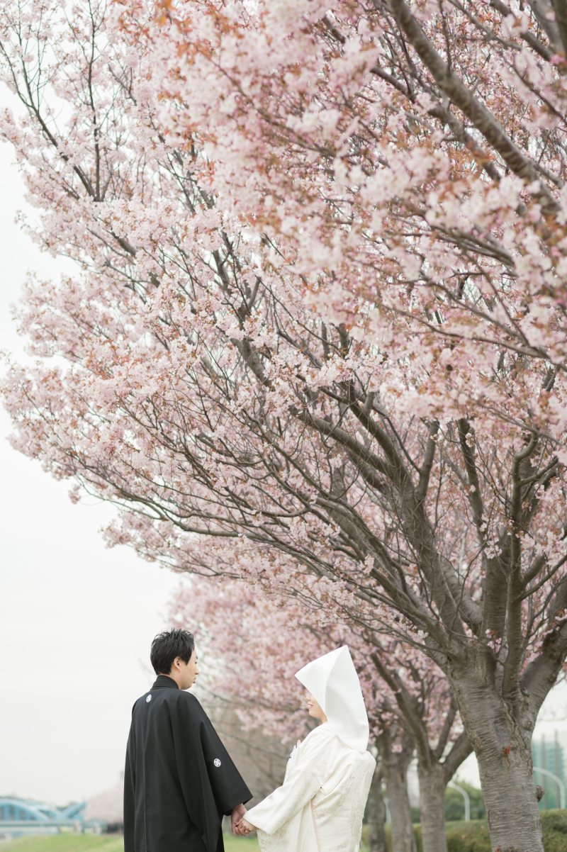 桜撮影、まだご予約可能です!