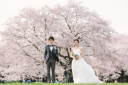 昭和記念公園の桜！！