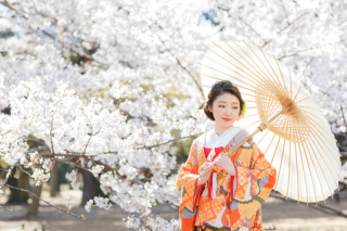 桜撮影、まだご予約可能です!