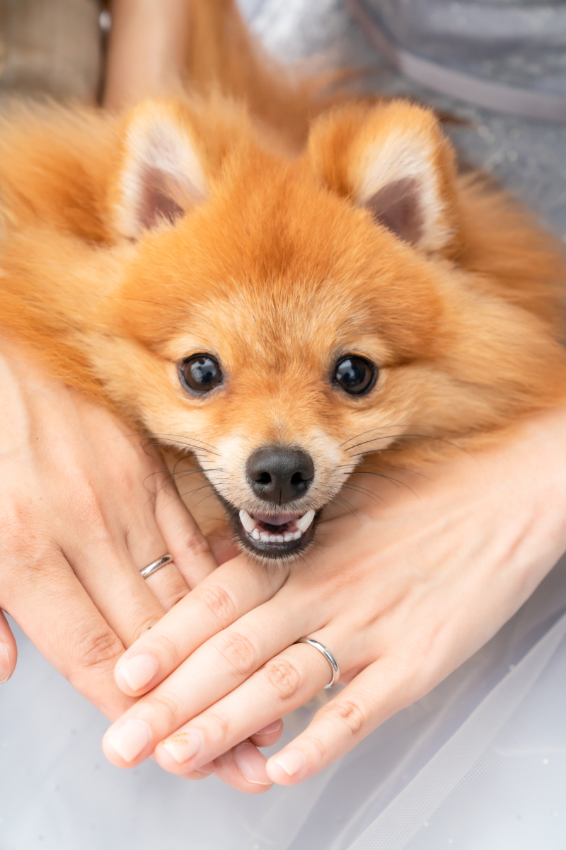 大切な家族☆ペットと一緒に♪