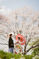 桜ウェディングフォト、申し込むなら今です!