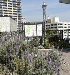 屋上ガーデンの様子をご紹介♪