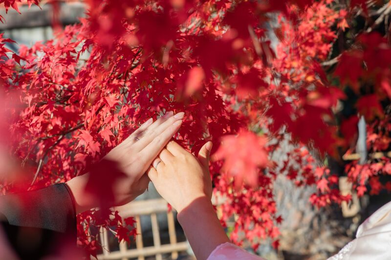  紅葉ロケまだ間に合います！！【大覚寺撮影空き状況】
