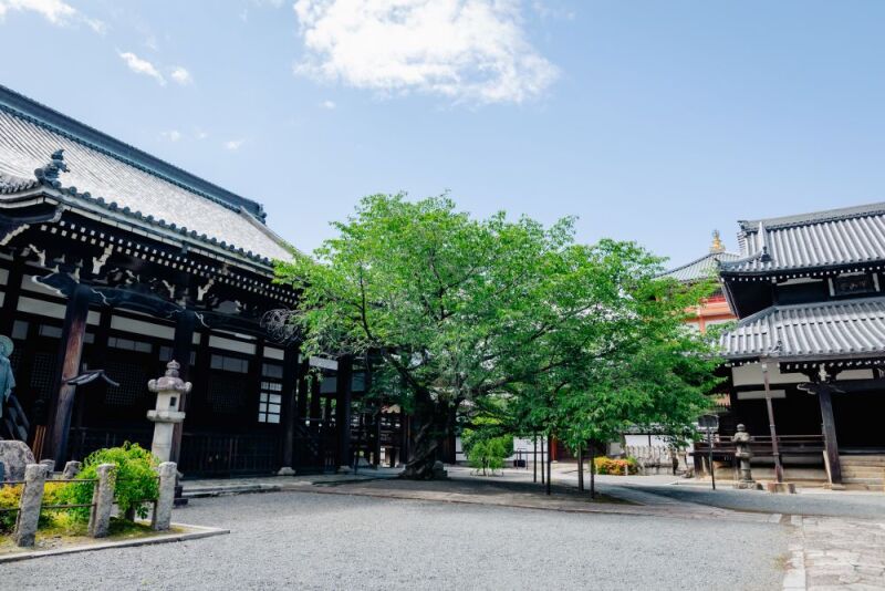 【本法寺】撮影はじめました!