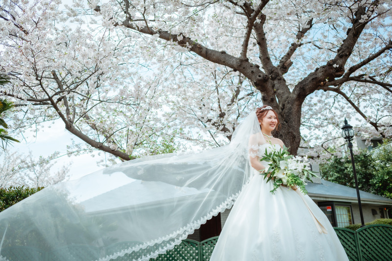 ウェディングドレスと桜ロケの組み合わせがアツい!!