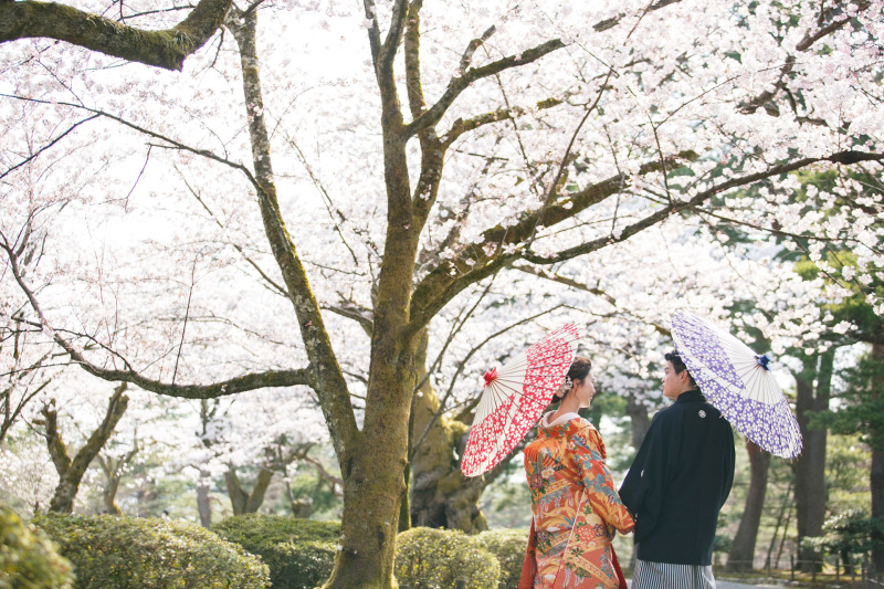 桜の満開情報について