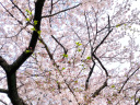 桜ロケ撮影ラッシュも一区切り