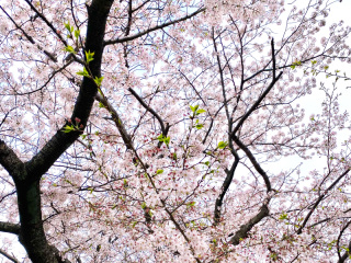 桜ロケ撮影ラッシュも一区切り