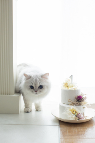 猫様とフォトウエディング