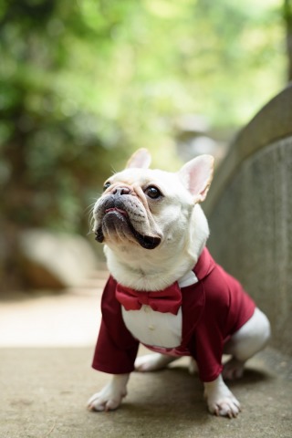 おめかしわんちゃん