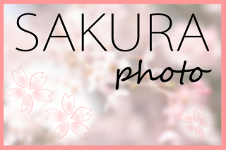 ★桜ロケーション撮影がオススメ★