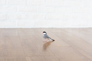 文鳥さんと