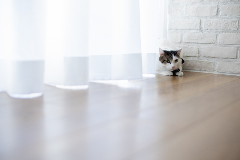 猫ちゃんとも撮影できるスタジオです
