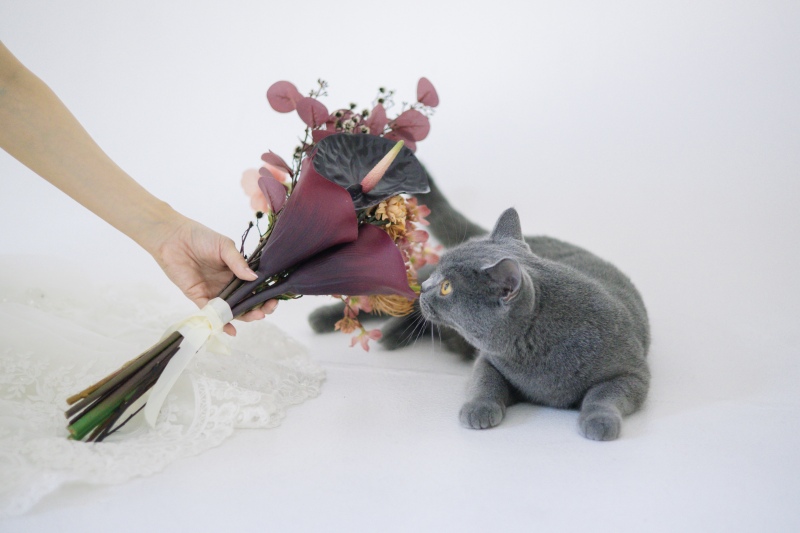 猫ちゃんと迎える結婚の節目 ― 阿部写真館の想い