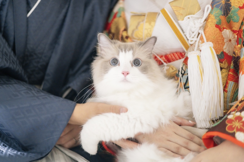 猫ちゃんと一緒に叶える特別なフォトウェディング