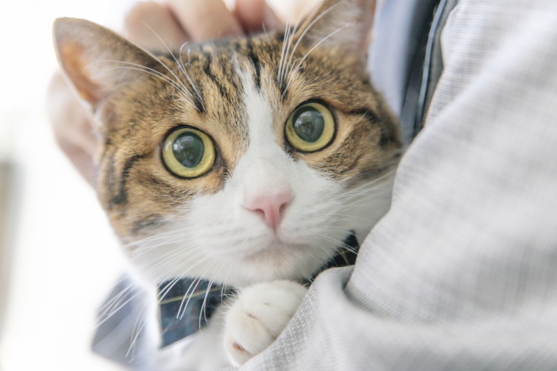 猫ちゃんと一緒に残すフォトウェディングの撮影アイデア