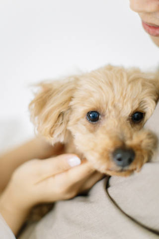 花嫁ヘア似合わせガイド