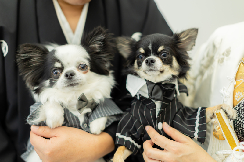 【卒花から学ぶ】大阪でフォトウェディングを撮影する時の節約術
