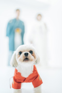 フォトウェディングの指示書は必要?