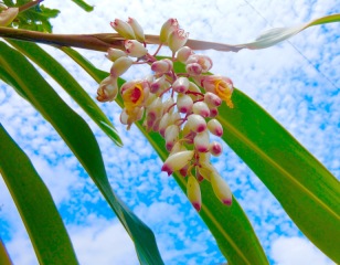 まもなく“うりずん”の季節