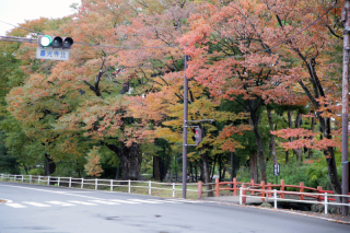 紅葉シーズン到来