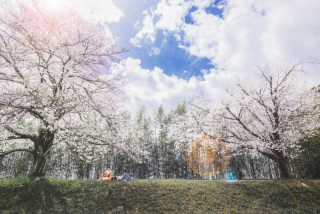桜ロケのご紹介♡