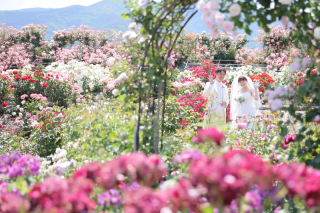 ばら園　ロケツアー募集中♪