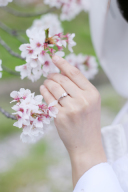 ✿サクラの開花予想✿