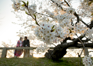 桜ロケフォト ご予約承り中