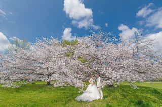 桜　ロケーション･. *̣̩