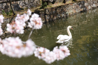 洋装での桜ロケーション