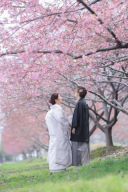 ピンク色が目を惹く河津桜＊