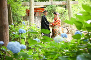 あじさいの時期のロケーション撮影受付中