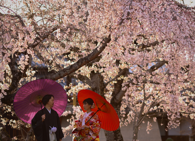 SAKURA