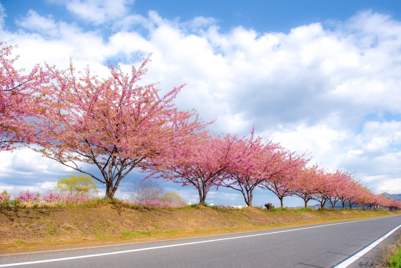 河津桜ロケーションプラン登場しました♪