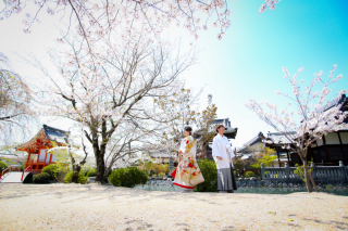 桜ロケーション~吉備津神社編~