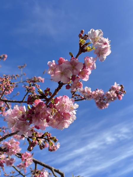 河津桜を見に静岡まで～❤