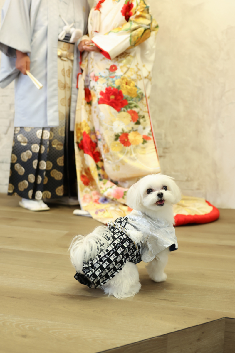 和装でスタジオ撮影