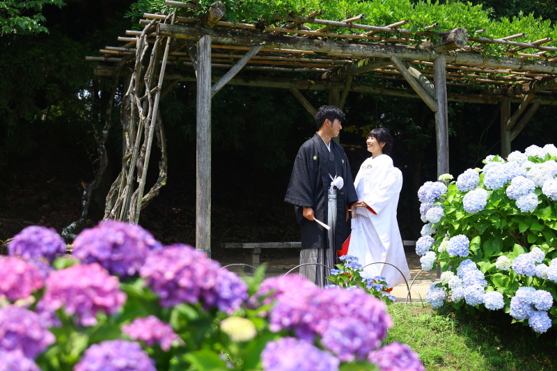 紫陽花の撮影はいかがでしょうか？