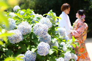 紫陽花の撮影はいかがでしょうか？