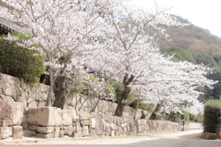 さくら特集　～吉備津神社～