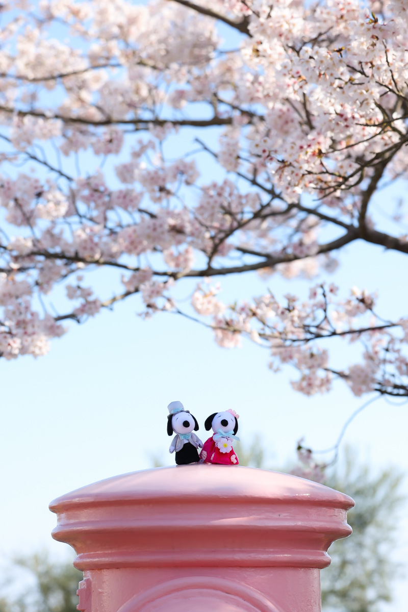 桜ロケーション