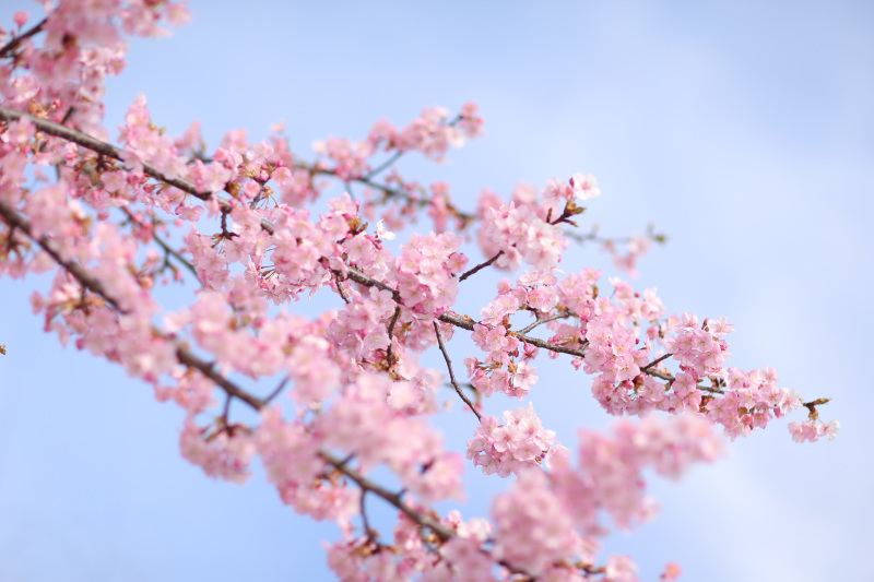 河津桜ロケーションプラン登場しました♪