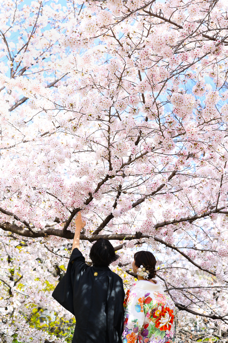 SAKURA