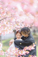 桜・さくら・SAKURA