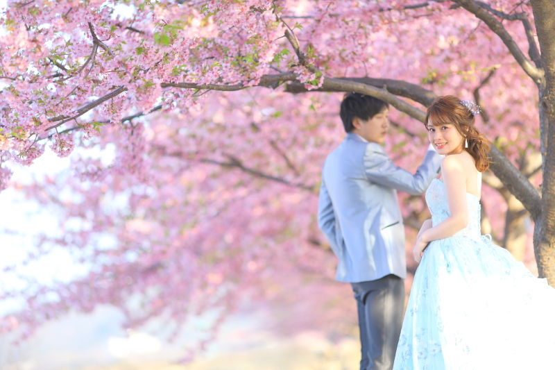 河津桜