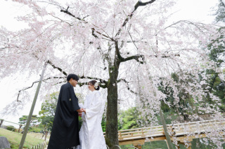 和装前撮り 桜の季節の特徴