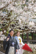 今年も桜が素敵ですね(^^)