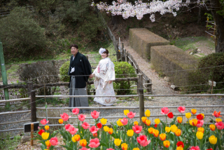 桜ロケーションまだまだ受付中!